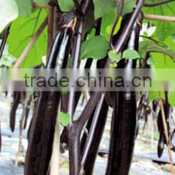 High quality Hybrid long eggplant seeds vegetables seeds for growing-YC No.1