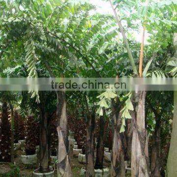 Wholesale Outdoor Decrotive Landscaping Ornamental Palm Caryota Urens L