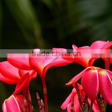 Natural Outdoor Plants Plumeria Rubra Red Flower