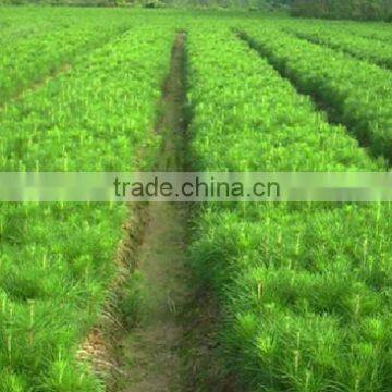 Pinus Massoniana Seedling photo-3