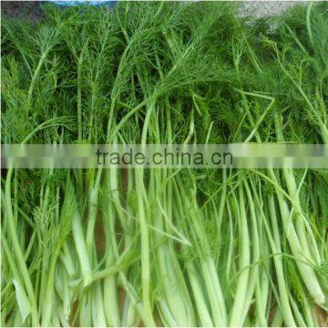 China Supplier Sales Fennel Seed From Shop