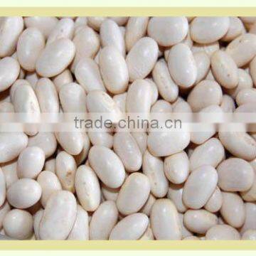 White Kydney Bean From Vietnam With Competitive Price