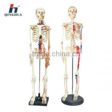 Model of human skeleton with nerves(85cm)