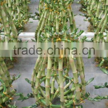 New lamp vase shaped cage Lucky Bamboo (Dracaena Sanderiana)