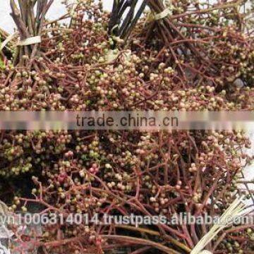 Zanthoxylum Rhetsa/Mac Khen photo-2