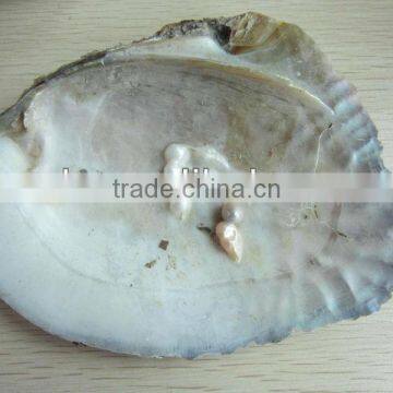 Natural chinese freshwater shell with pearls