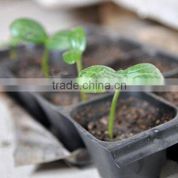 Growing Vegetable Transplants in Plug Seed Nursery Trays 8 Cell photo-5