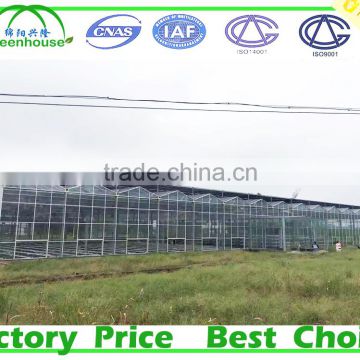 Large Size and Glass Cover Material Low Cost Greenhouse