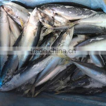 New product pacific mackerel fish with high quality