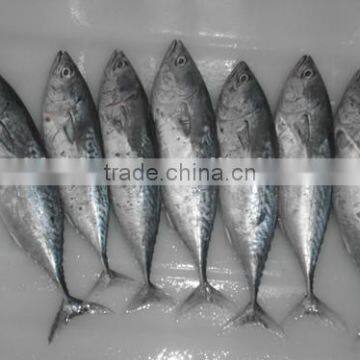 Bonito Tuna (Auxis Tapeionsoma) photo-4