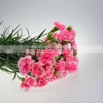 best selling dried flower carnation for wedding ceremony