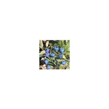 Bilberry Extract
