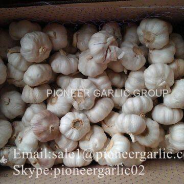 New Crop Natural Fresh Jinxiang Shandong White Garlic