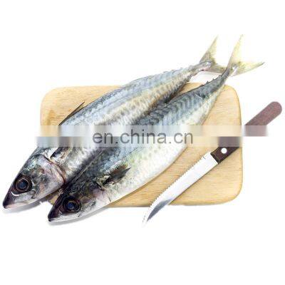 sea frozen pacific mackerel fish whole round frozen mackerel fish scomber japonicus