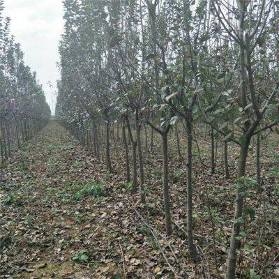 Цены на яблоню малус micromalus размером 3 см, 4 см и 5 см. Ценовое предложение от места происхождения. Высокая выживаемость.