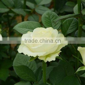 Cheap Avalanche snow white rose flower