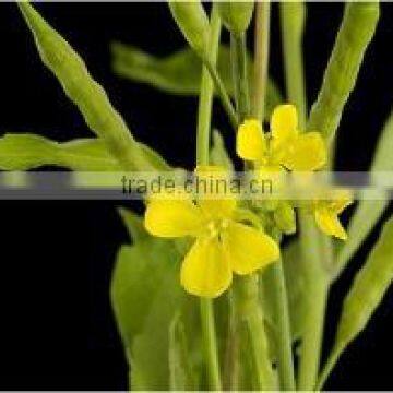 40ml Mustard Oil