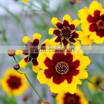 Sanvitalia ,Coreopsis , Flower Seeds , Herb Seed,vegetalbe Seed,fruit Seed,grass Seed photo-6