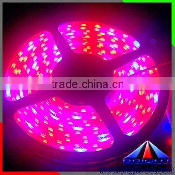 Outside safe Led Strips 22w DC12V SMD5050 Floor Light Led Strip Lighting led plant grow light strip