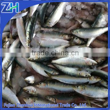 New catching frozen sardines in fish for market