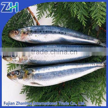 best fresh sardine for canning