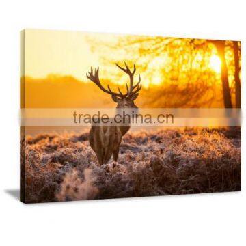 Color Feather Animal Decor Printed Canvas Art For Livingroom DWYS68