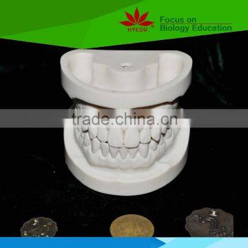 Direct factory supplied human oral cavity model