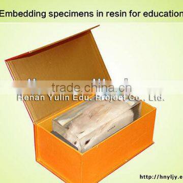 3D primary school standard rabbit shape specimen for biology teaching