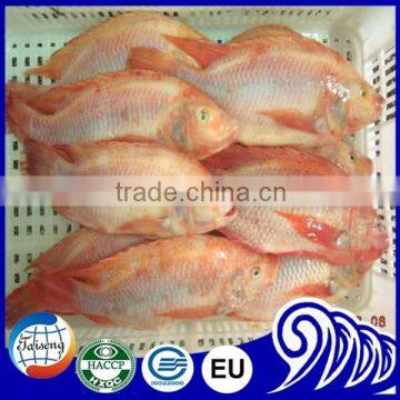 Frozen Black Tilapia Size 500-800 photo-5