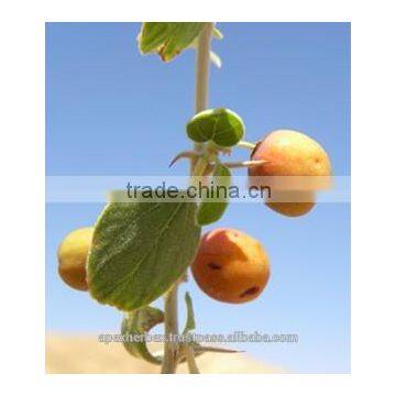 Honey From India / Mustard Honey / Ber Honey / Multi Flora Honey photo-5