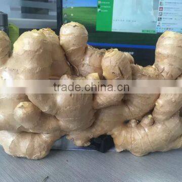 GIMEX VIET NAM FRESH HOT GINGER