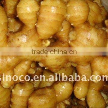 Fresh Spice Ginger in China