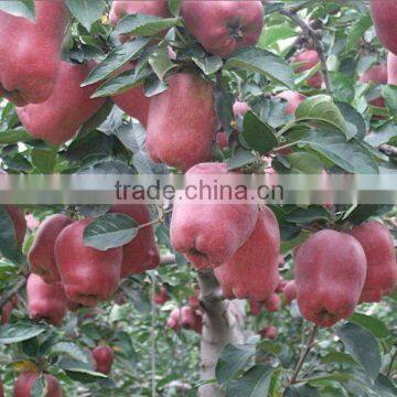 tianshui huaniu apple so delicious