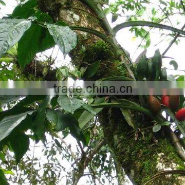 Syngonium macrophyllum