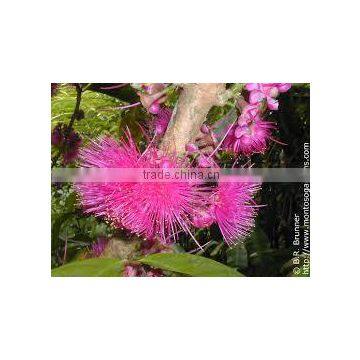 Syzygium malaccense pink carpet (Pink Satinash)