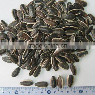 Black Sunflower Seeds in Shell