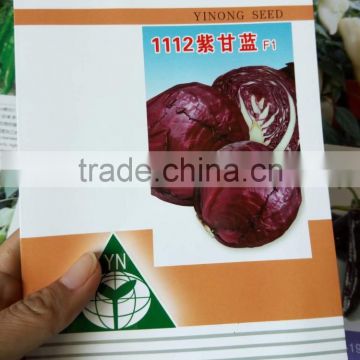 Best quality Hybrid F1 red cabbage seeds