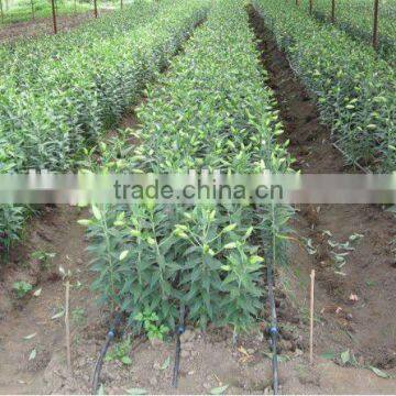 Drip Irrigation Tape With Double Line photo-6