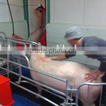Breeding Pig Corral for Pig Farrowing Crate photo-4