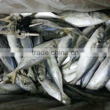 frozen mackerel prices of horse mackerel