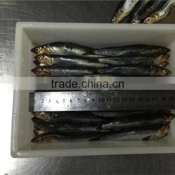 New Landing Fresh Frozen Anchovy for Fish Meal photo-3