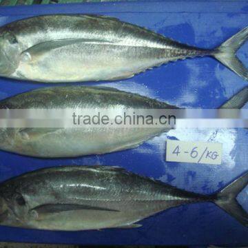 Horse Mackerel Fish Size 4/6 photo-2