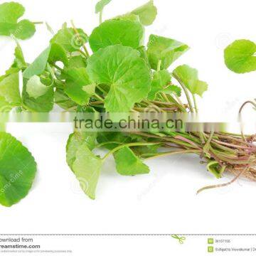 Centella asiatica