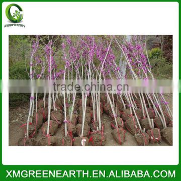 Cercis Chinensis - winter resist landscaping trees (1)