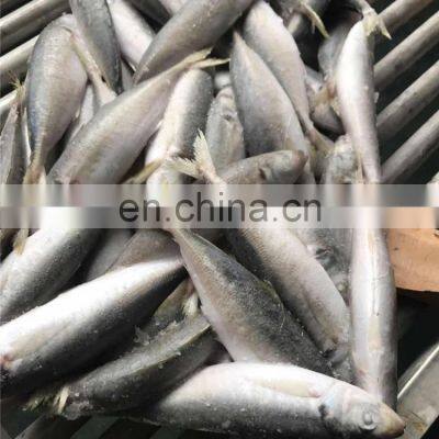 Frozen Small Eye Horse Mackerel Decapterus Maruadsi Round Scad