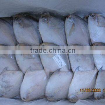 Frozen Silvery Pomfret