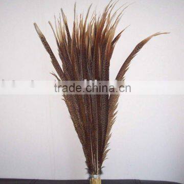 Golden Pheasant Tails