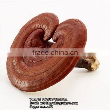 LUCIDUM/REISHI/GANODERMA/LINGZHI MUSHROOM - BEST PRICE