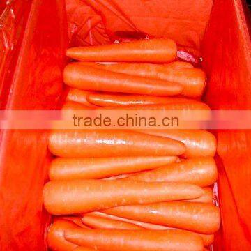 New Crop China Fresh Carrot/fresh carrot supplier