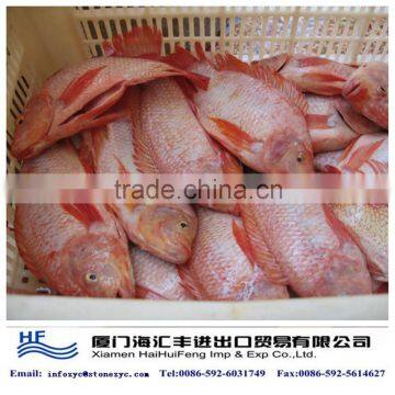 live red tilapia fish